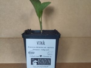 Planta av sorten Amazon, vitkål