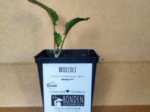Broccoli