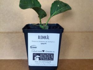 Planta Blomkål Liria