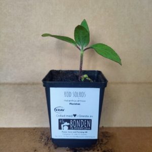 Planta av röd solros, floristan