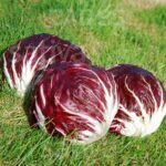 Radicchio