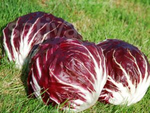 Radicchio