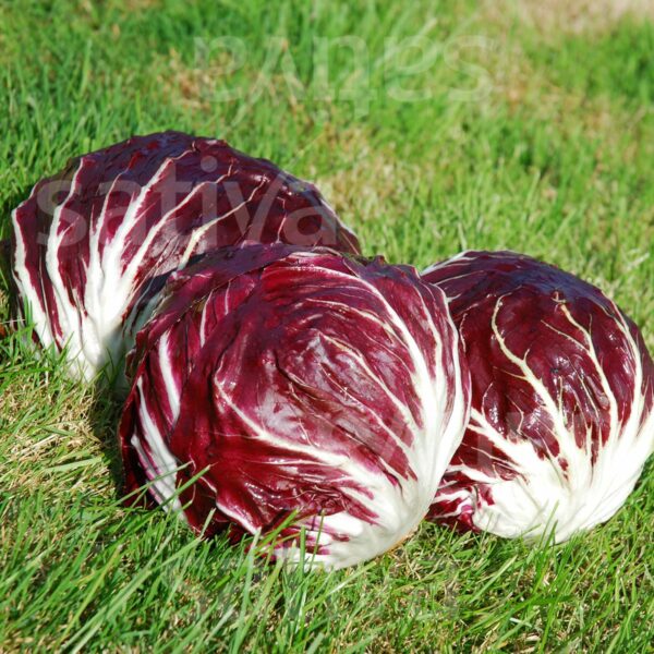 Radicchio