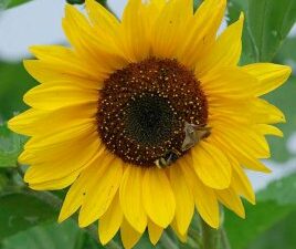 Solros