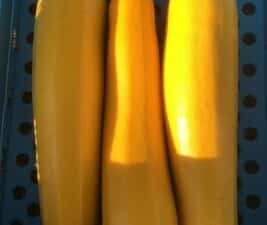 Gul squash