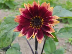 Solrosor liten bukett, 5 st